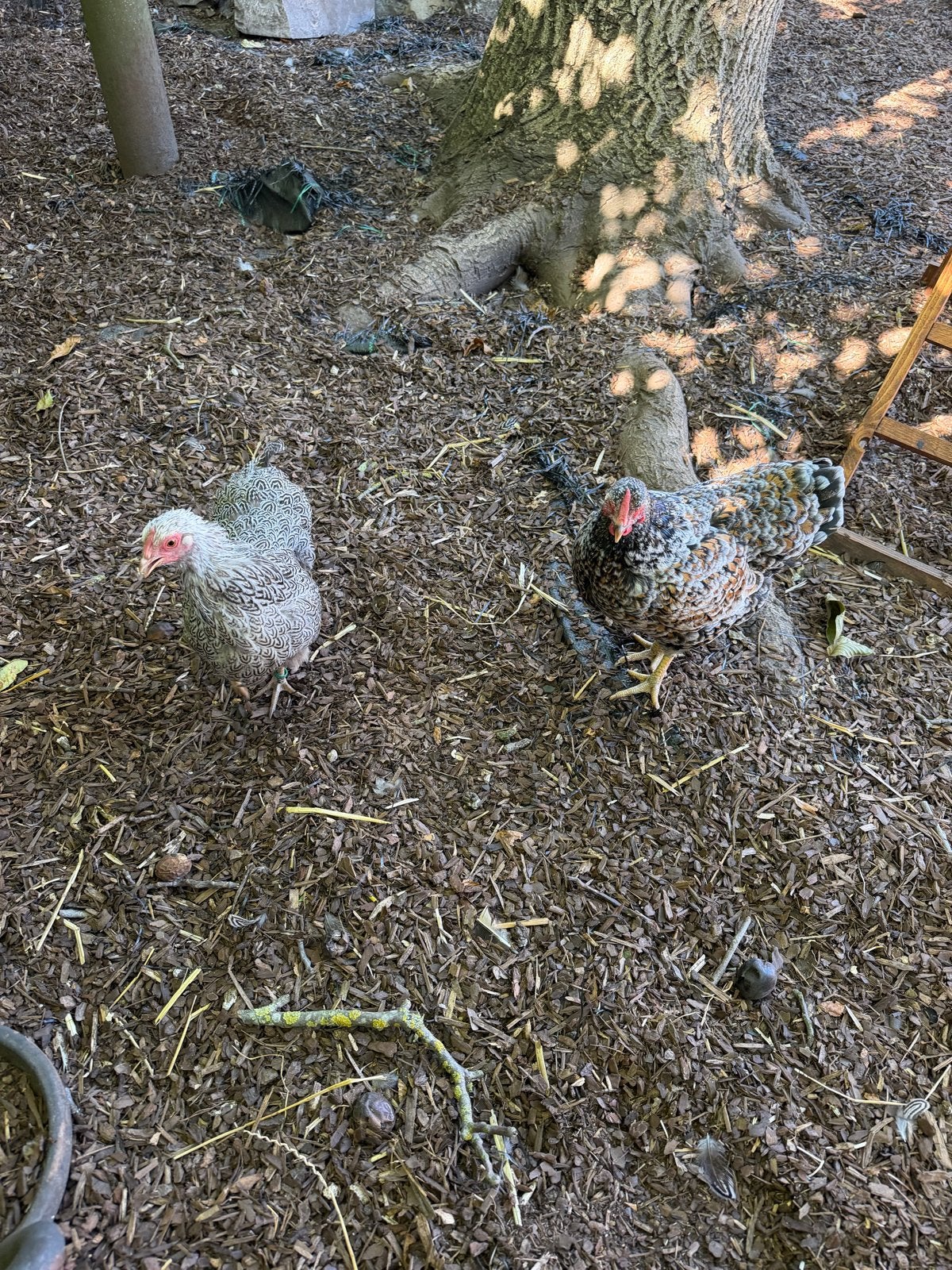 Wyandotte hennen - 1,5 jaar oud, Dieren en Toebehoren, Pluimvee, Vrouwelijk, Kip