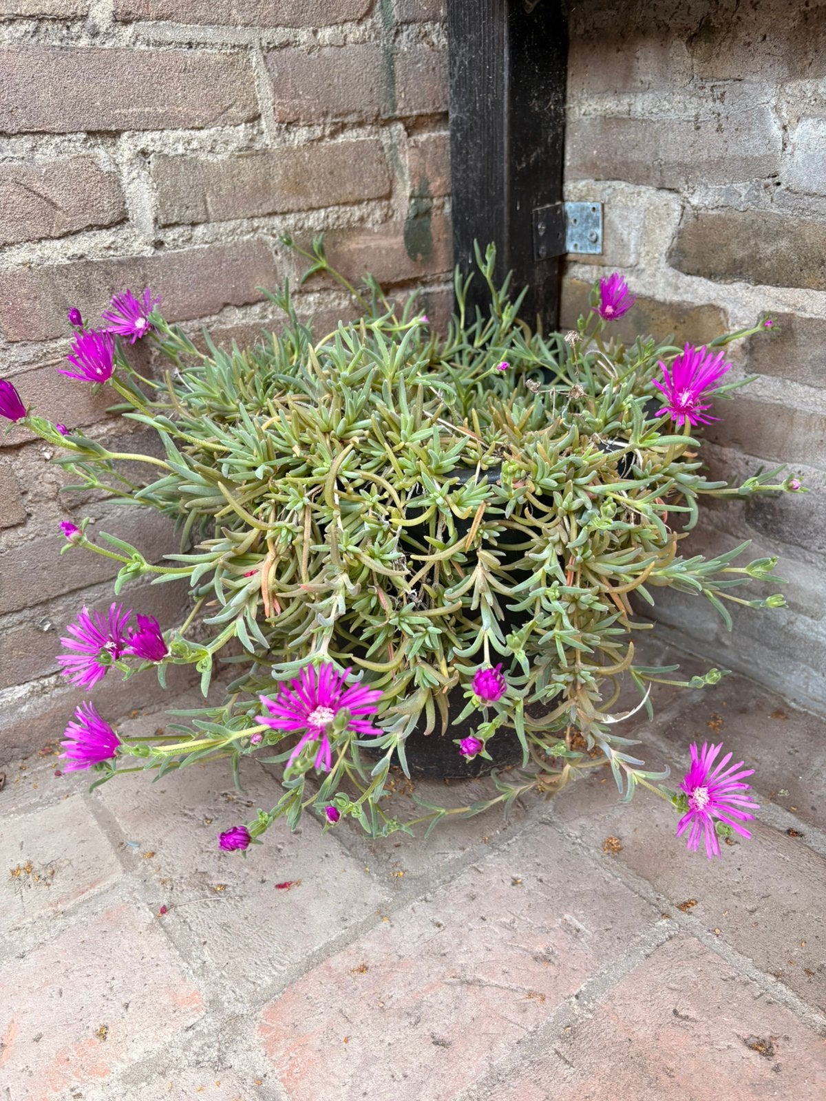 Bloempot met ijsbloem delosperma, Ophalen, Bodembedekkers, Volle zon, Vaste plant
