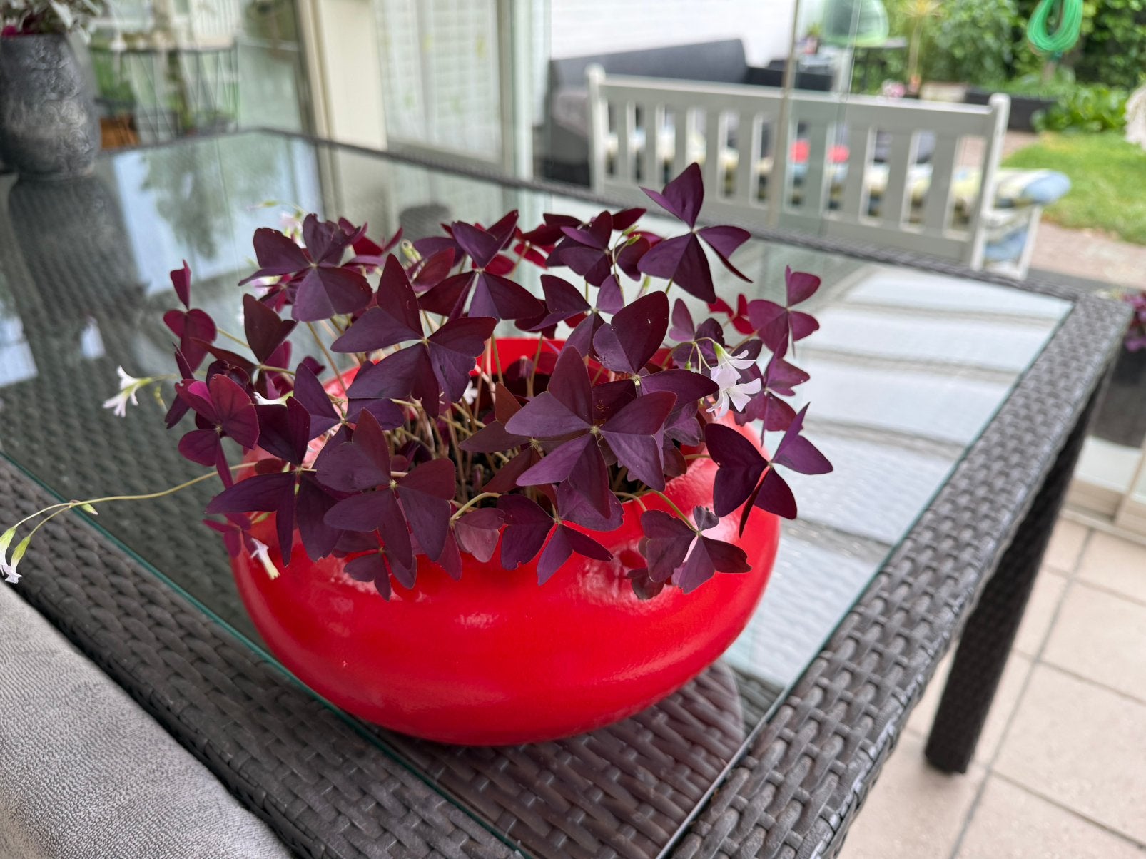 Kamerplant met mooie vaas, Ophalen, Halfschaduw, Minder dan 100 cm