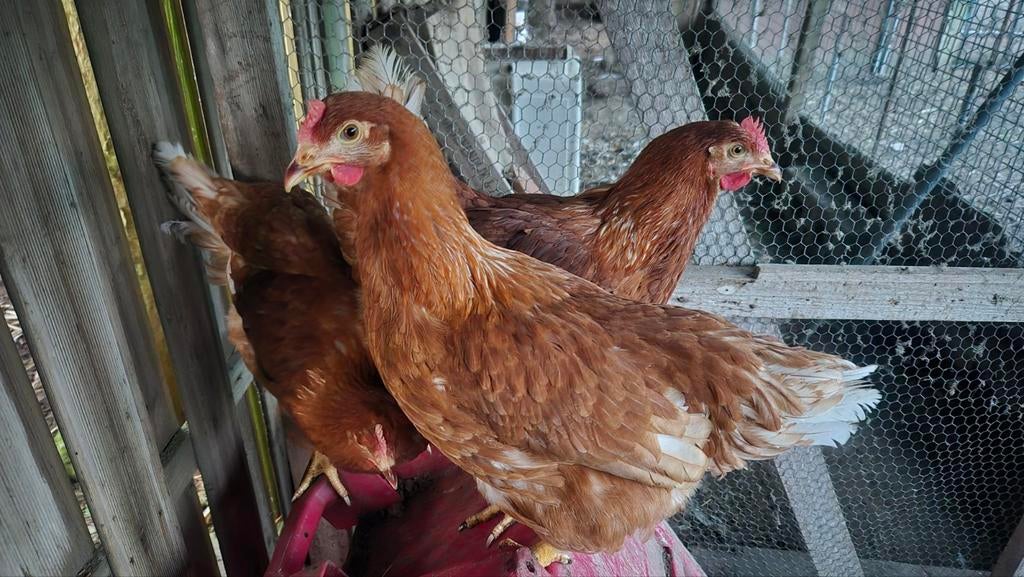 Te koop Isa brown kippen, Dieren en Toebehoren, Vrouwelijk, Kip