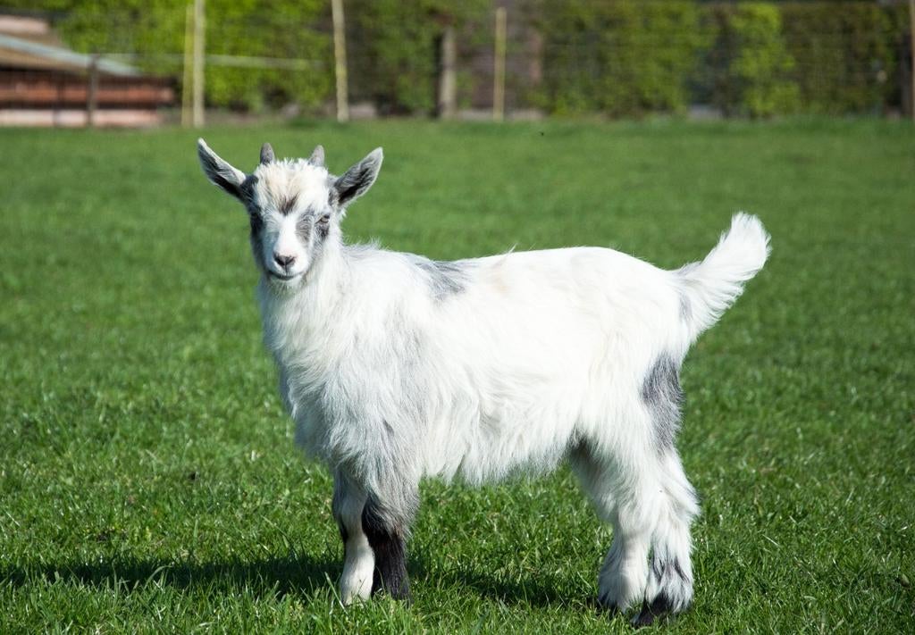 Nederlandse landgeit boklam, Dieren en Toebehoren, Schapen, Geiten en Varkens, Mannelijk, Geit