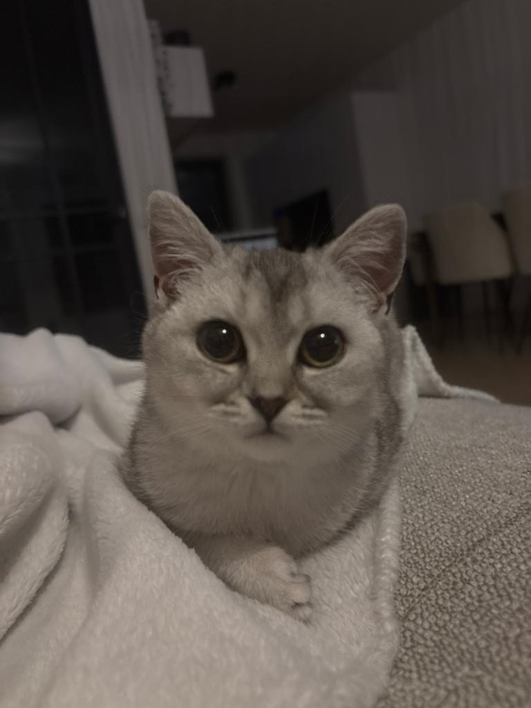 Lieve poes te koop!, Poes