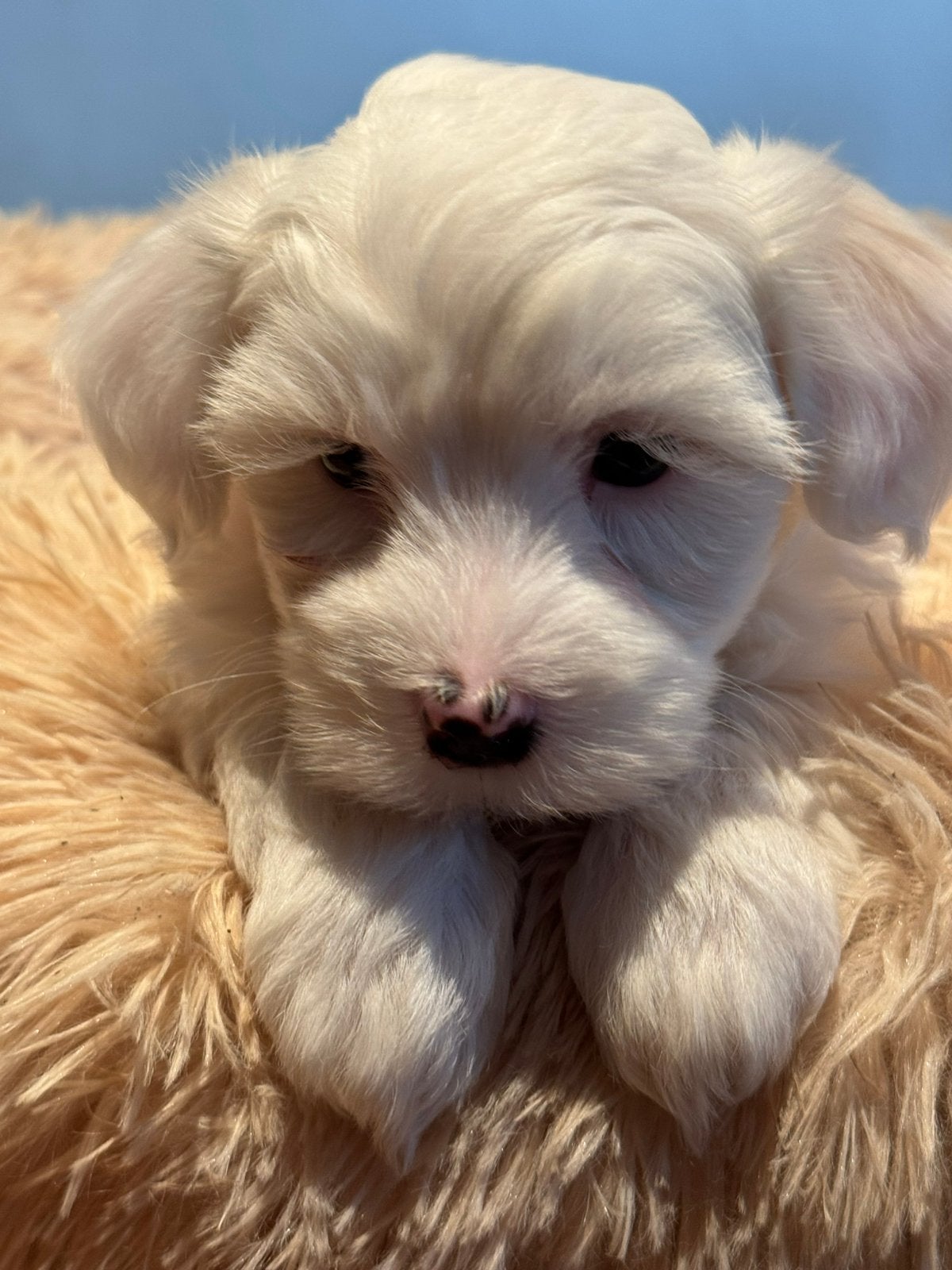 Super knappe mini Doodle pups ( Maltipoo ) Div. kleuren, Poedel, Parvo, Nederland, 8 tot 15 weken