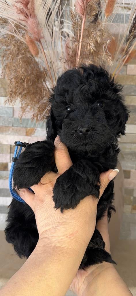 Prachtige Goldendoodle pup, Dieren en Toebehoren, Honden | Retrievers, Spaniëls en Waterhonden, Parvo, Nederland, Overige rassen