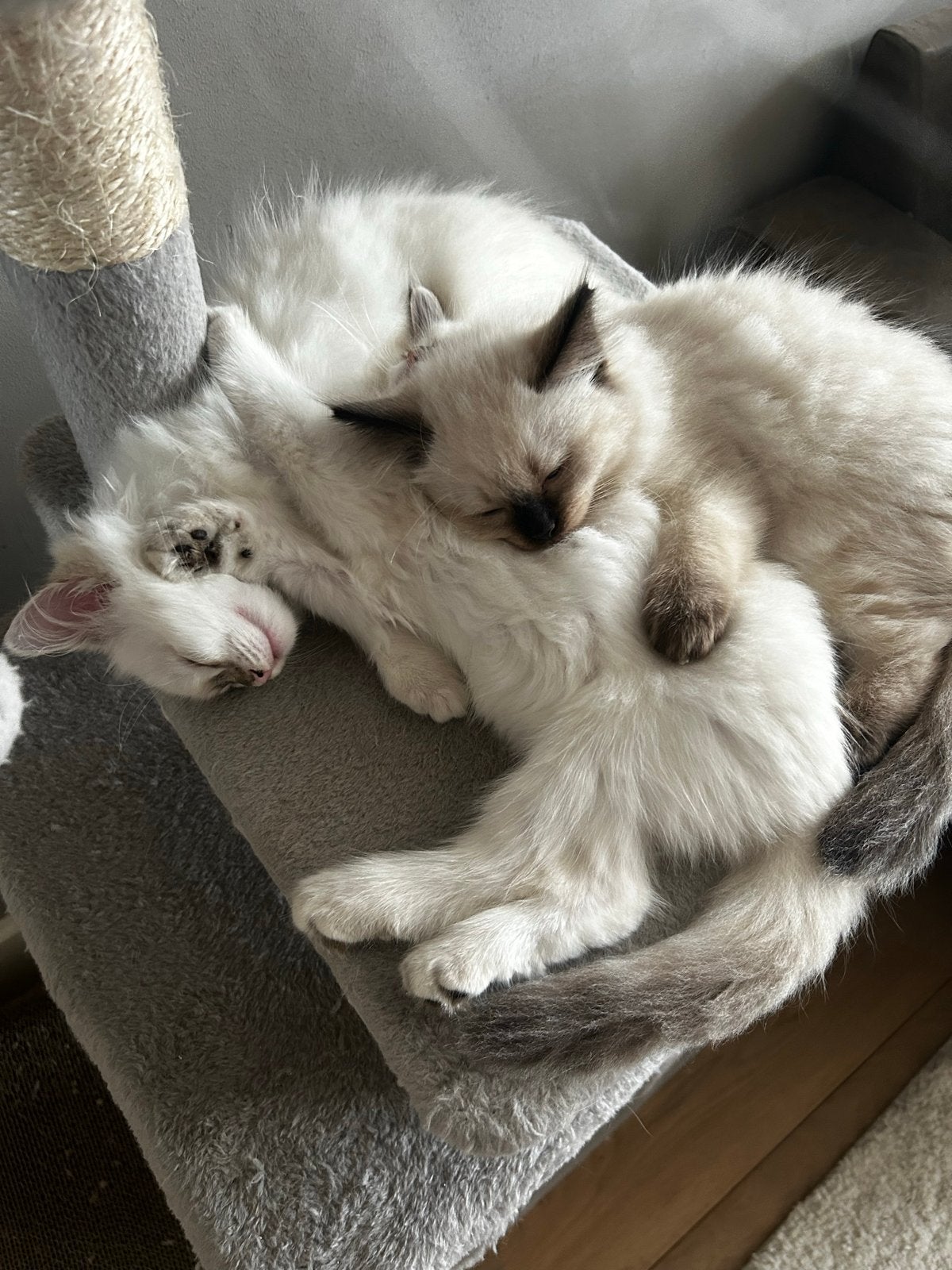 Tabby ragdoll kittens ready for new homes