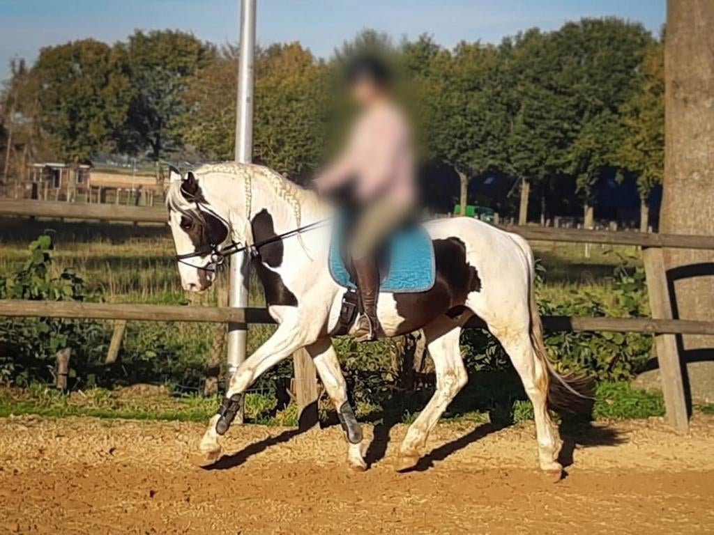 Exclusieve homozygote bonte hengst Hidde ter dekking, Hengst
