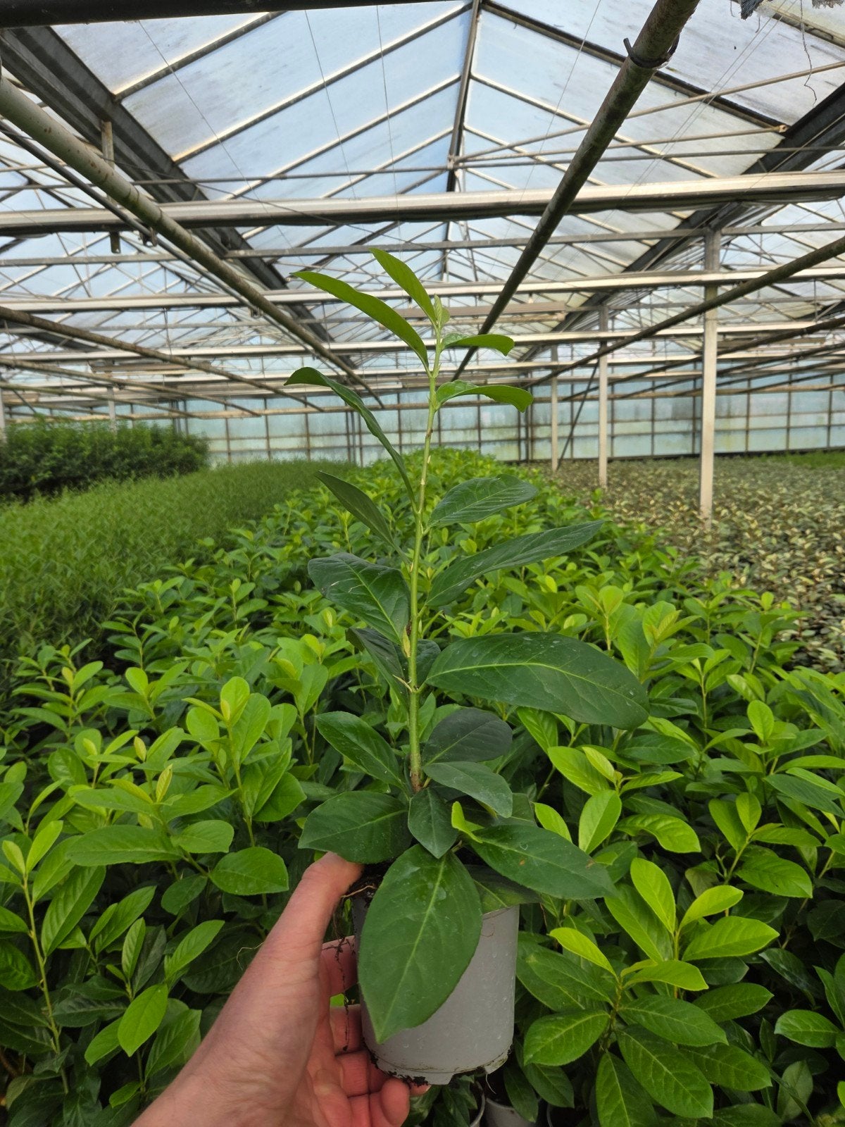 Novita Laurier,  Prunus laurocerasus Novita in pot, Ophalen, Laurier, Haag, Minder dan 100 cm
