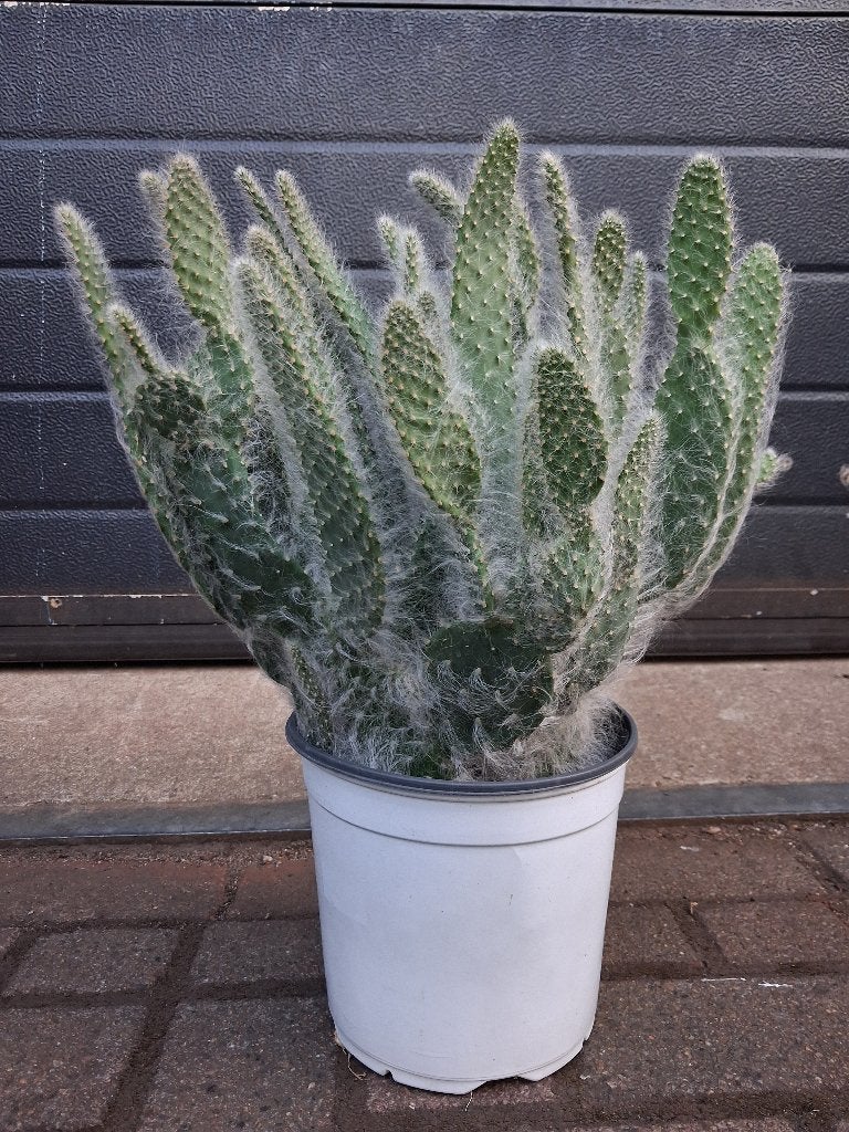 Opuntia 'Blue Ale' - Vijgencactus / Schijfcactus H: 45 cm., Volle zon, Vaste plant, Zomer, Ophalen
