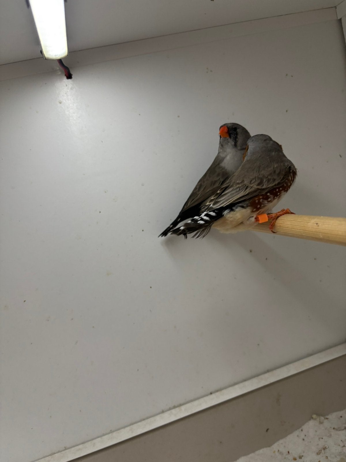 Koppel charcoal zebravink, Meerdere dieren, Geringd