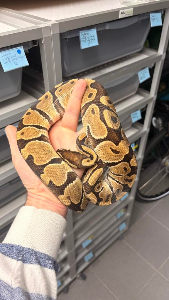1.0 special 100% het hypo ball python, Dieren en Toebehoren, Reptielen en Amfibieën, Slang, 0 tot 2 jaar