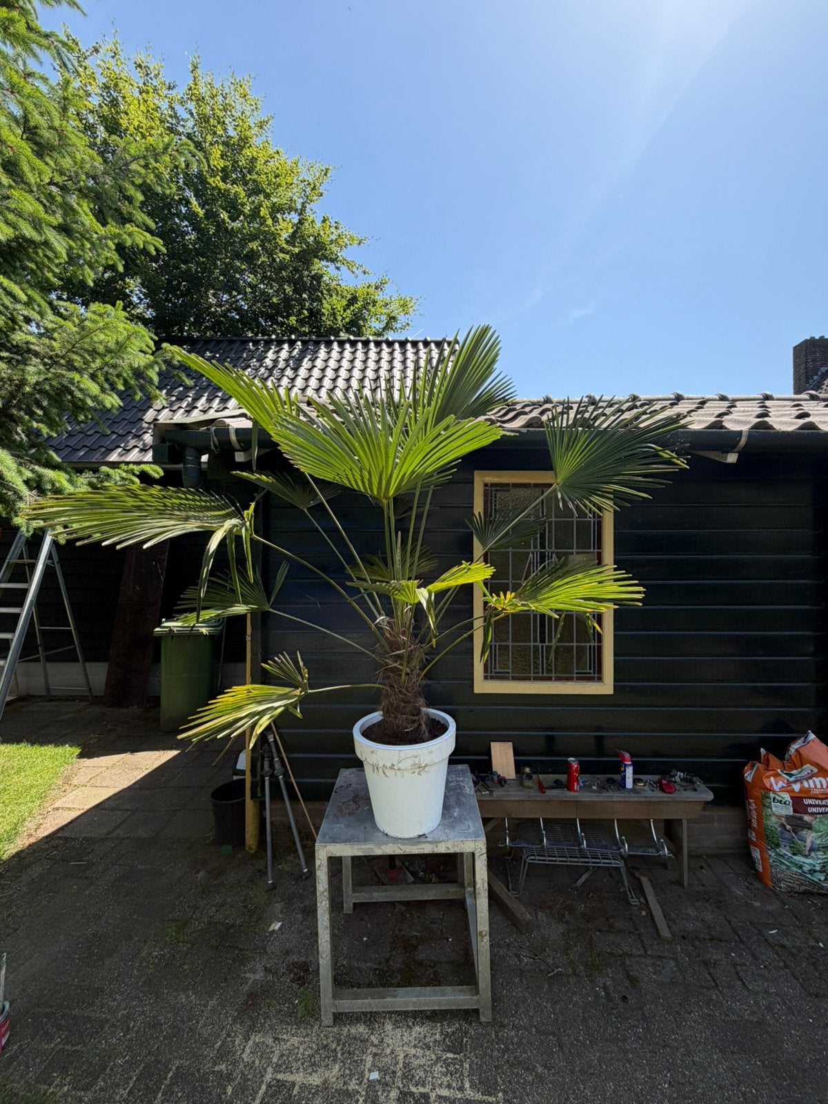 Trachycarpus Wagnerianus winterharde palmboom, 100 tot 250 cm, Zomer, Palmboom, Ophalen