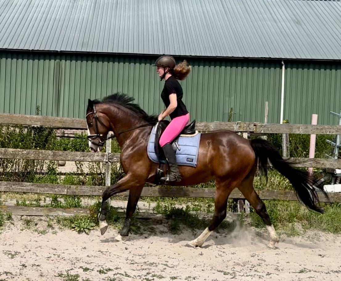 Meerdere toppers!, Met stamboom, Niet van toepassing, Dressuurpaard, 3 tot 6 jaar