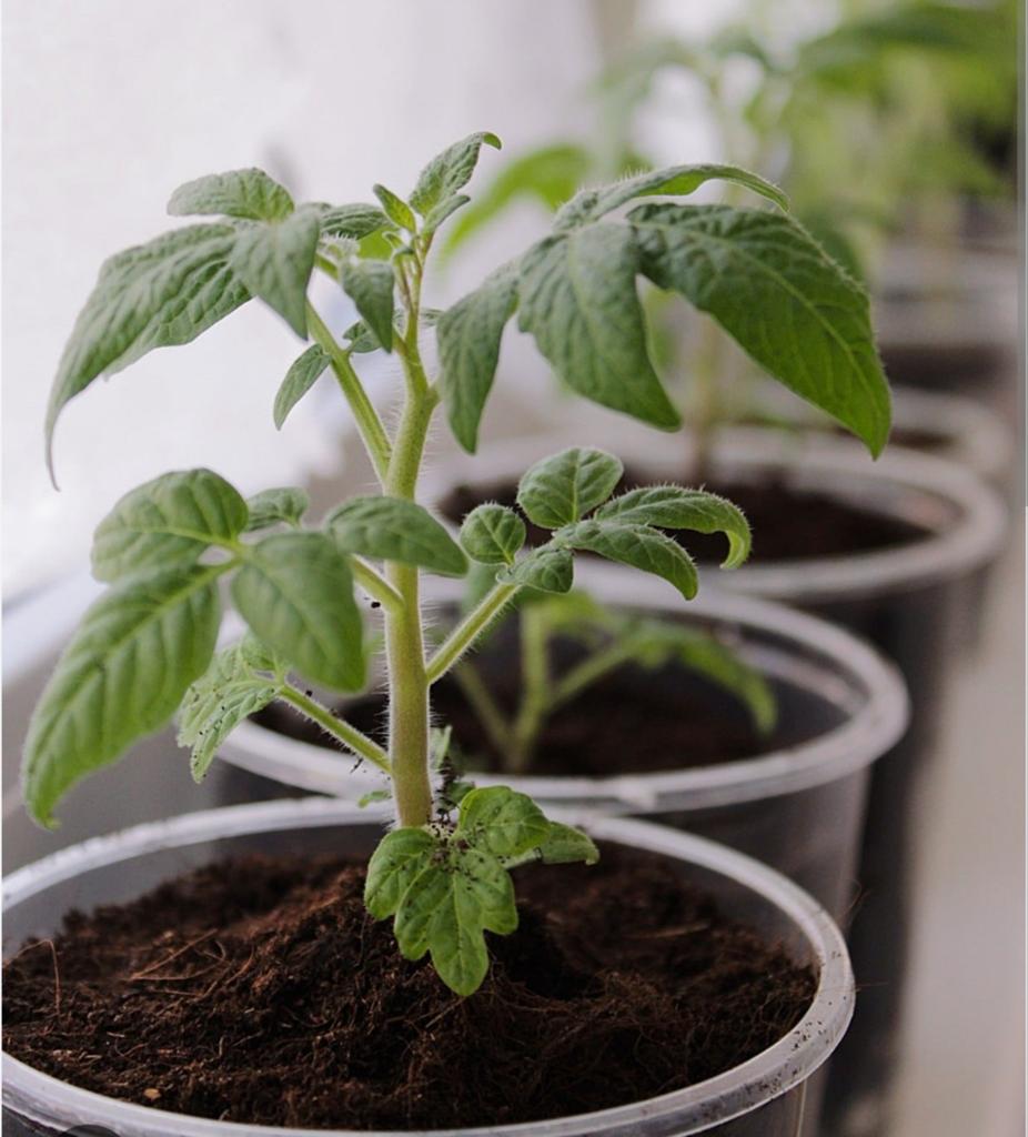 Moestuin plantjes GEVRAAGD, Tuin en Terras, Planten | Tuinplanten, Ophalen, Eenjarig, Groenteplanten, Volle zon