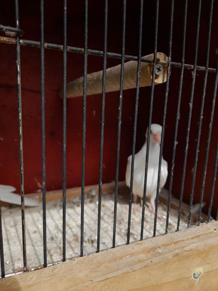Witte tortel duiven, Dieren en Toebehoren, Vogels | Duiven, Meerdere dieren, Tortelduif