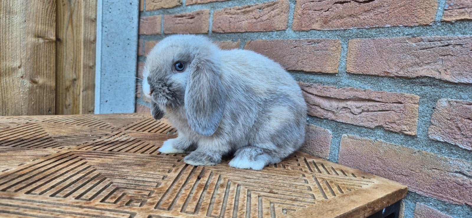 Minilop rammetjes 8 weken oud, Mannelijk, Dwerg, Hangoor, 0 tot 2 jaar