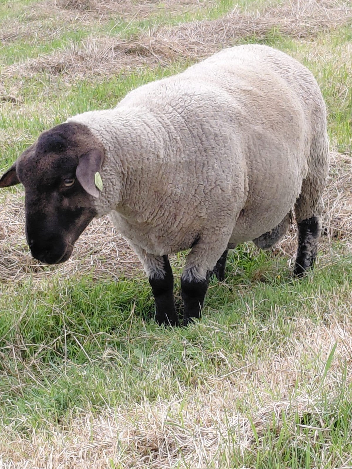suffolk dekram fors lief, Dieren en Toebehoren, Mannelijk, Schaap