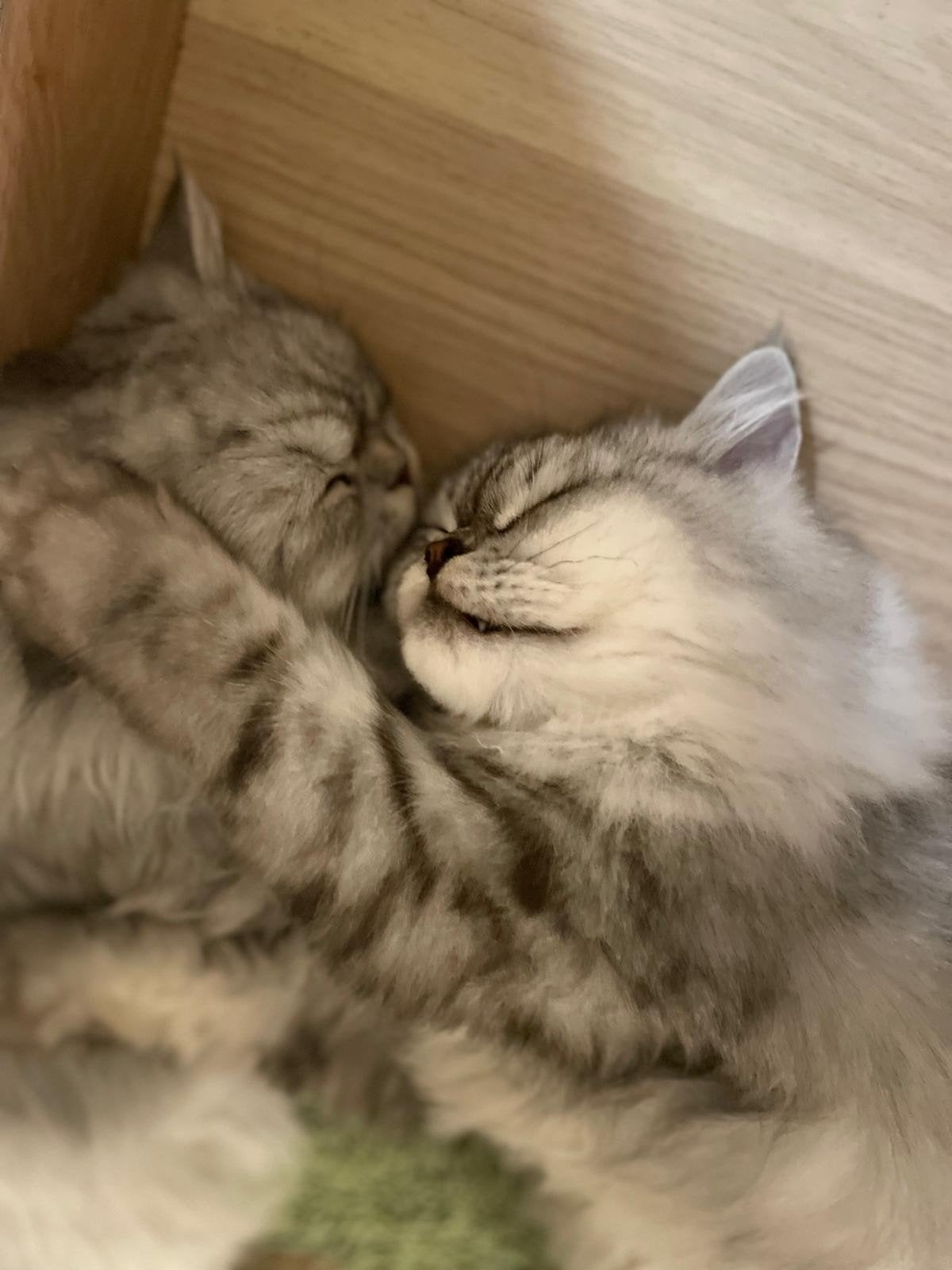 2 Perzische katten,  poes en kater, Meerdere dieren