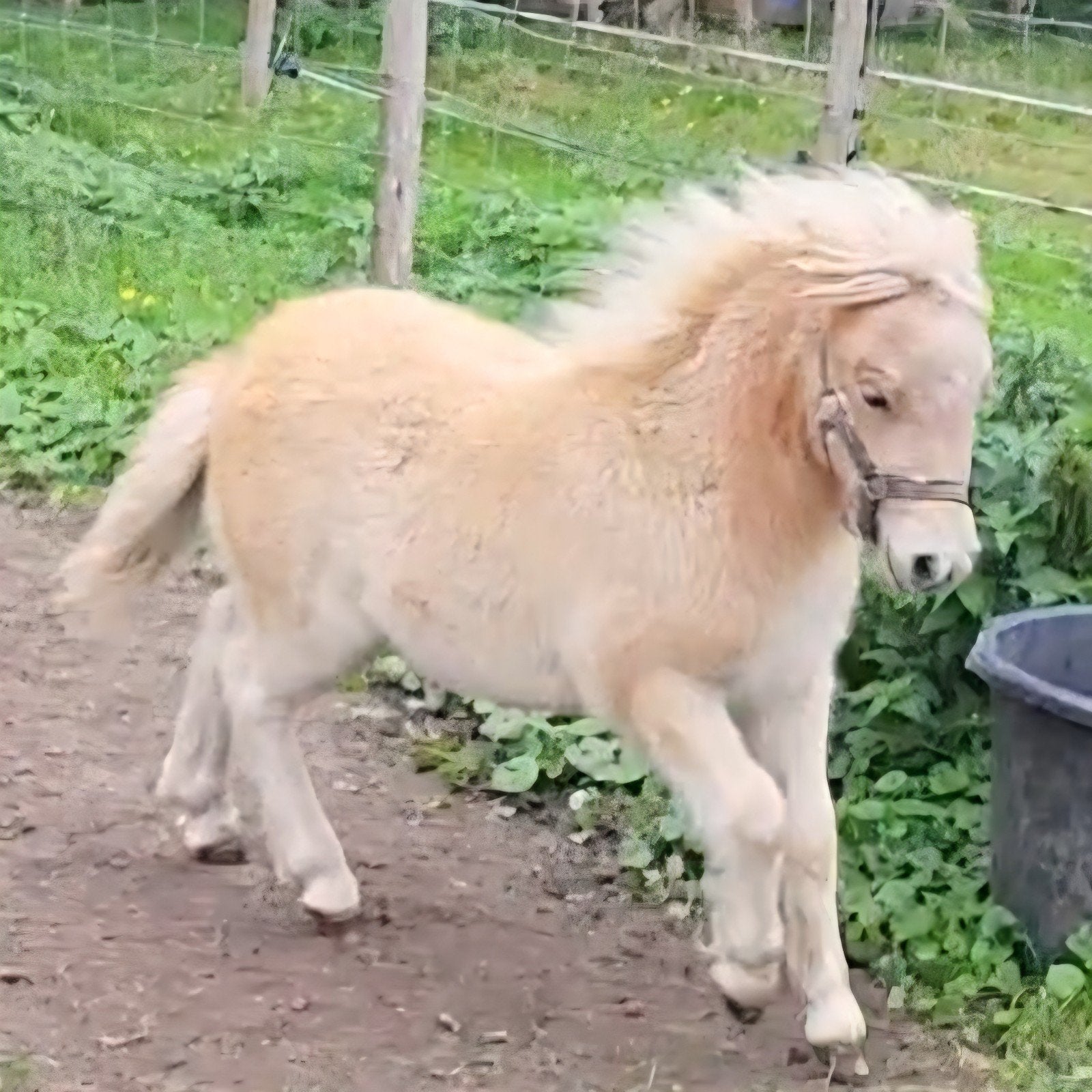 Mini shetlander hengstveulen (NSPS), Dieren en Toebehoren, Met stamboom, Niet van toepassing, 0 tot 2 jaar, Hengst