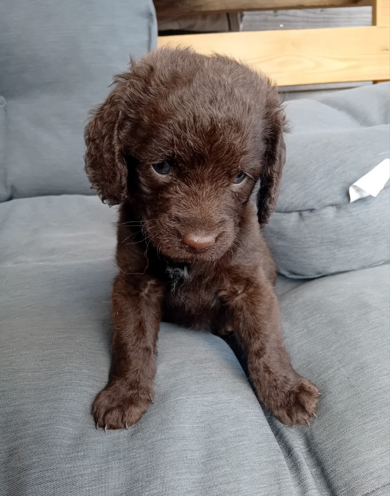 Labradoodle pups medium, Parvo, 8 tot 15 weken, Meerdere, Meerdere dieren