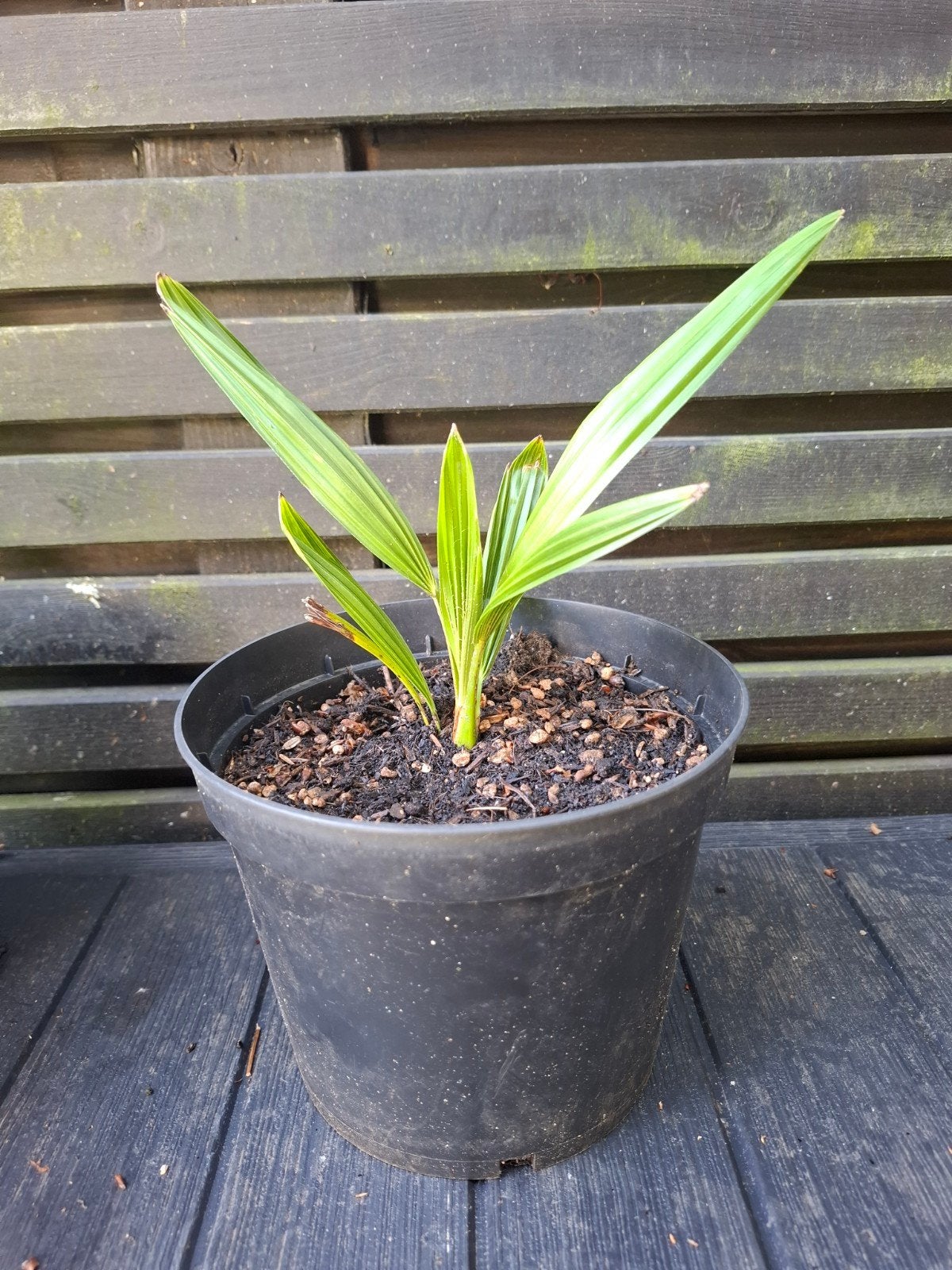 Palmboom, trachycarpus fortunei zaailing 25cm, Tuin en Terras, Ophalen, Overige soorten, Volle zon