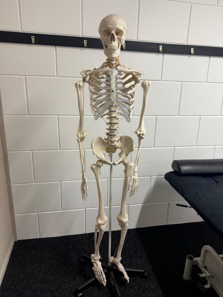 Anatomisch skelet, Diversen, Ophalen, Nieuw