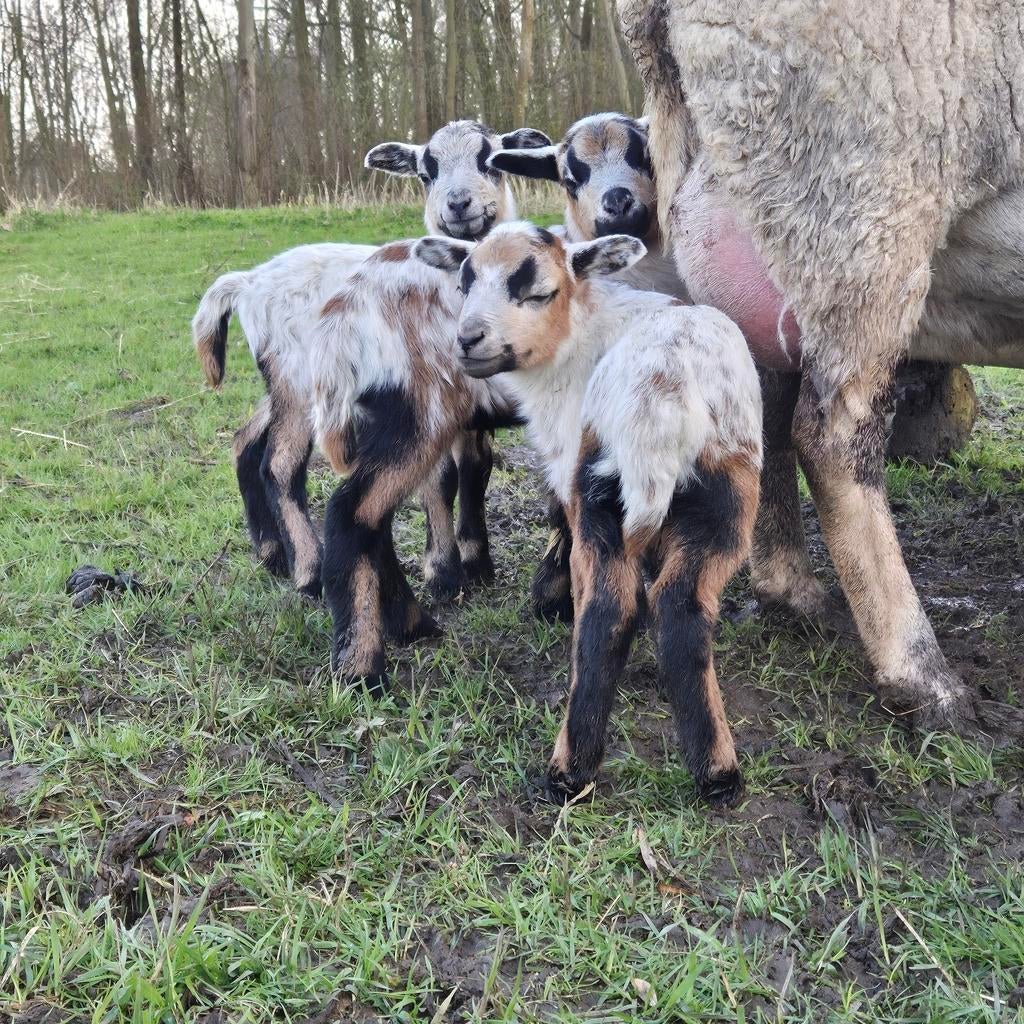 Maasduinenschaap lammeren ruischaap schaap, Easycare schaap, Meerdere dieren, Schaap