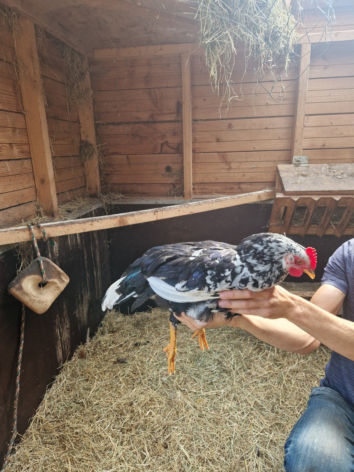 bonte leghorn haan, Dieren en Toebehoren, Mannelijk, Kip