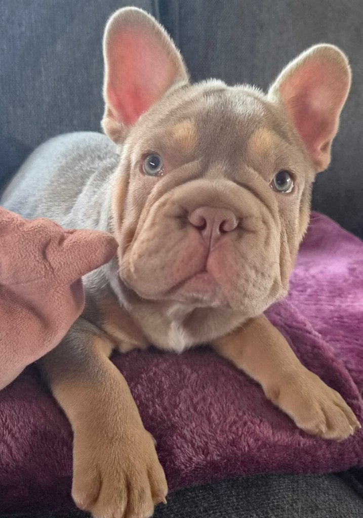 Frans bulldog reutje, Dieren en Toebehoren, België, Particulier, Reu, 8 tot 15 weken