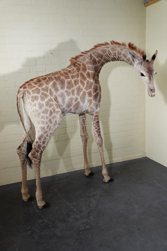 fullmount giraffe taxiderm opgezette uniek eyecatcher, Verzamelen, Dierenverzamelingen, Ophalen, Zo goed als nieuw, Hert, Gewei of Kop