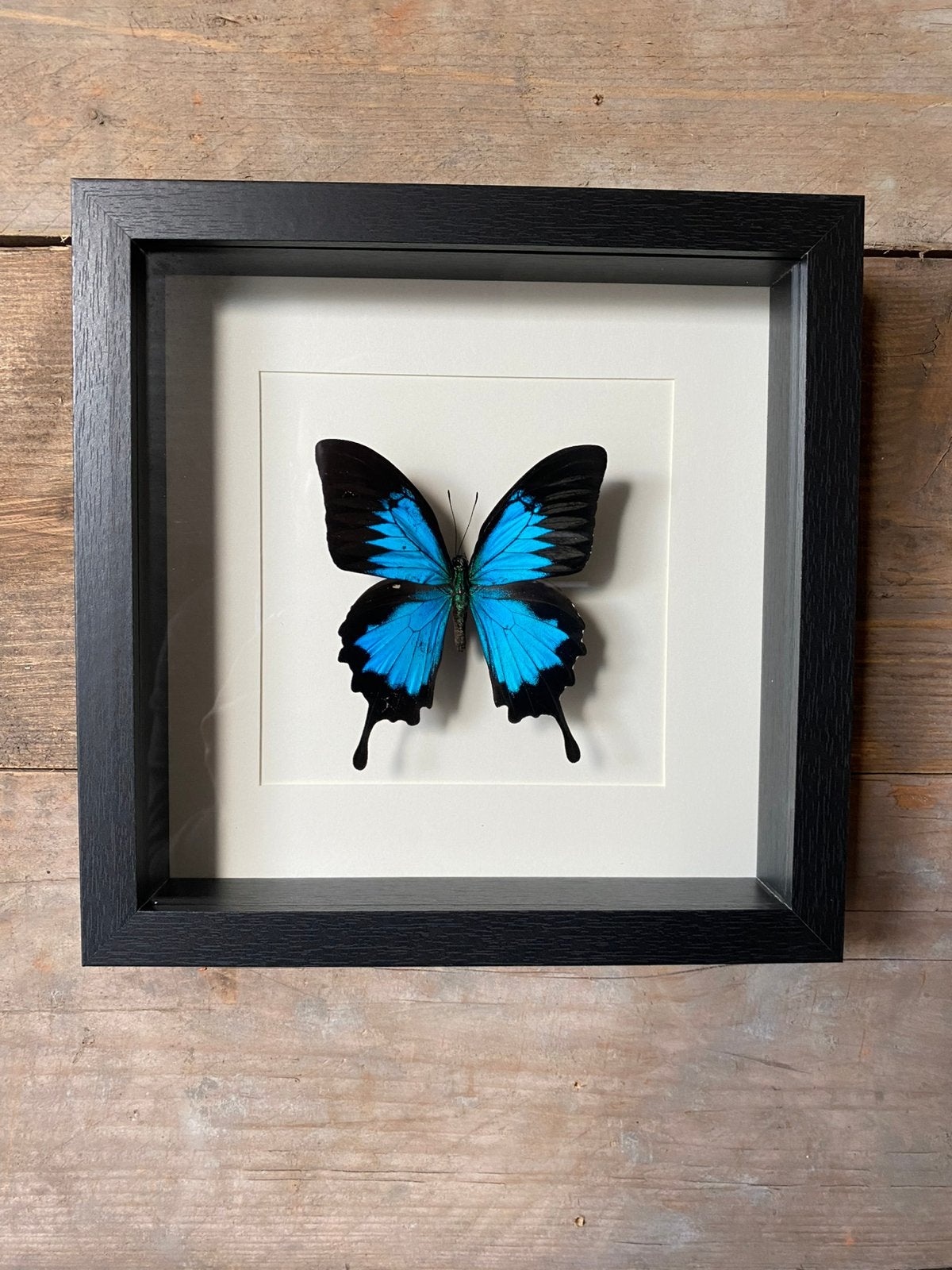 Mooie luxe lijst met een Papilio Ulysses, Ophalen of Verzenden, Nieuw, Insect, Opgezet dier