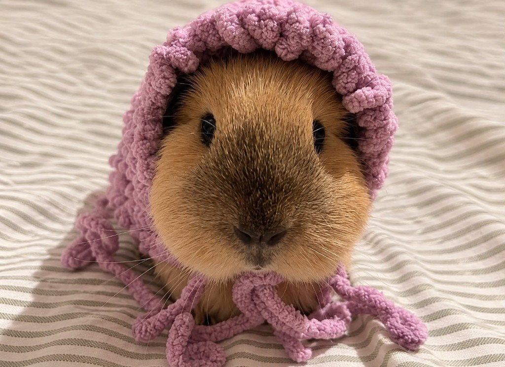 4 super schattige cavia's plus mega kooi!, Dieren en Toebehoren, Meerdere dieren, Tam, Maart, Cavia