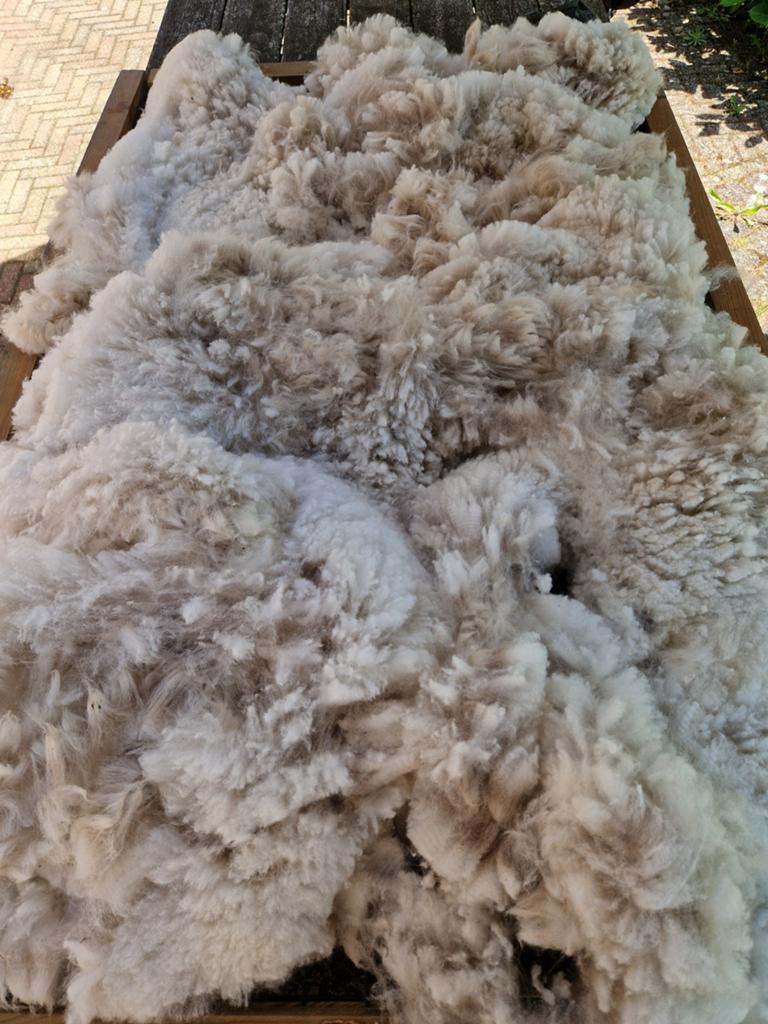 Alpacawol zadel wit, Ophalen of Verzenden, Nieuw, Spinwol