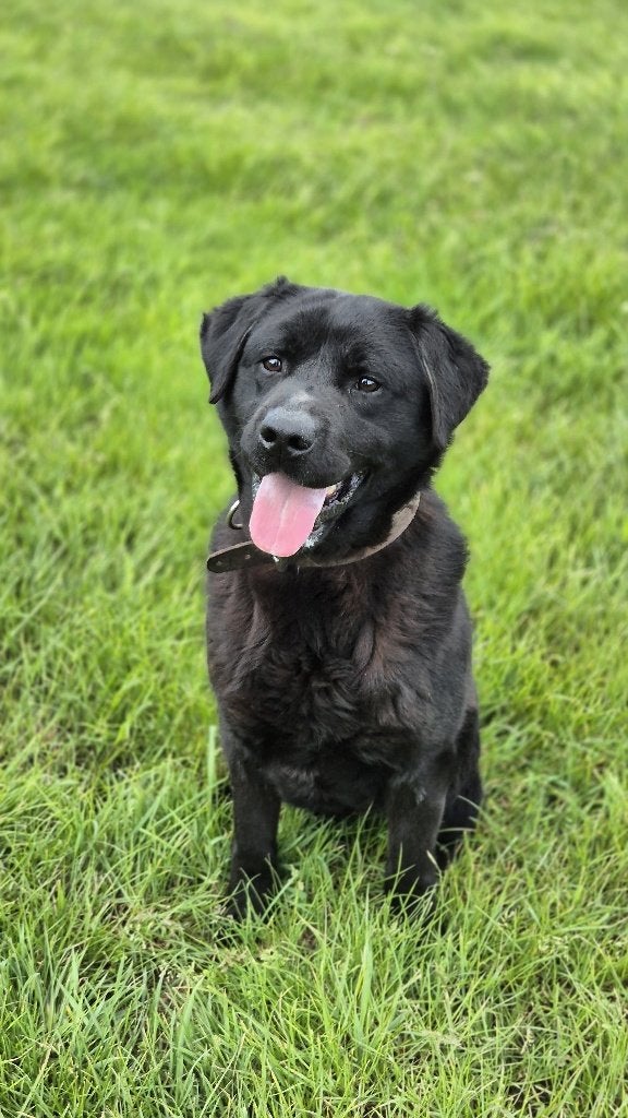 Labrador retriever / gereserveerd, Particulier, Reu, 1 tot 2 jaar, Buitenland