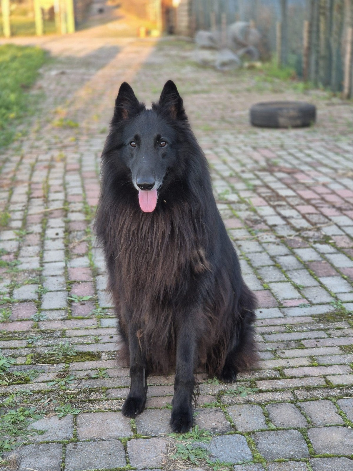 Ter herplaatsing Groenendaeler reu 5 jaar
 vijf, Reu, Eén hond, 3 tot 5 jaar, Herder