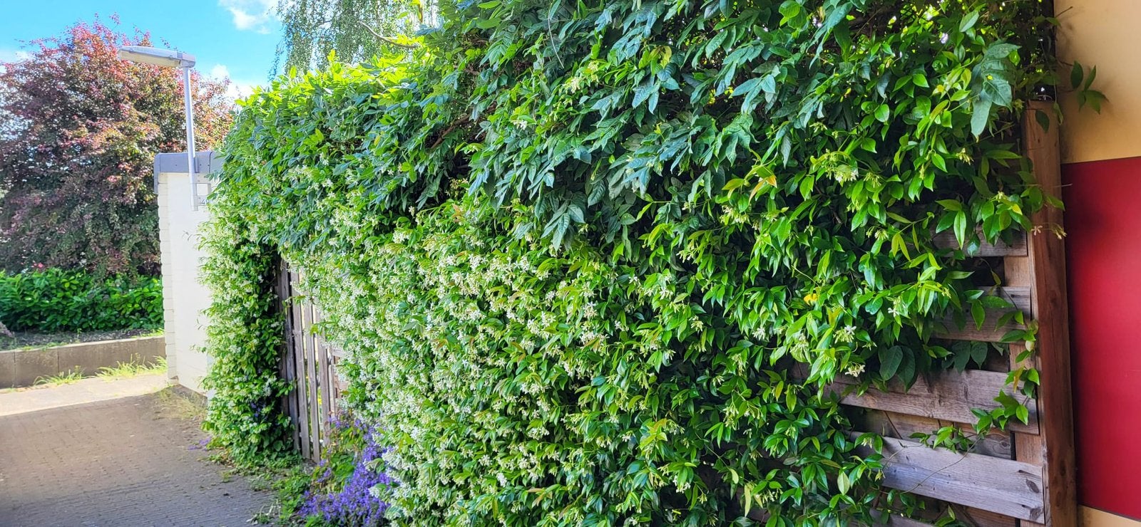 Toscaanse jasmijnen mooi friisse jonge planten 100cm nu 5,95, Ophalen, Volle zon, Vaste plant, Klimplanten