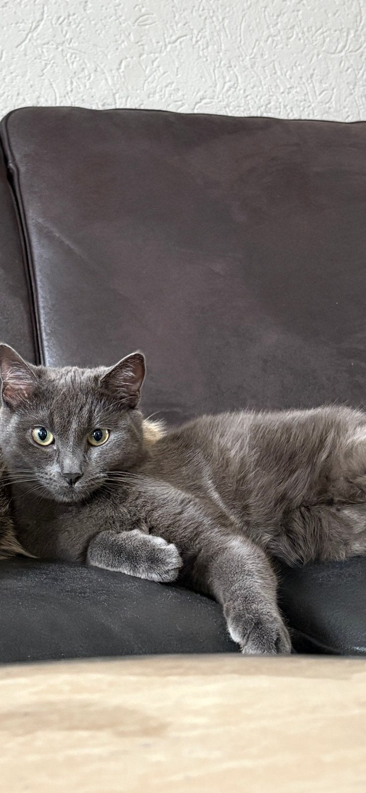 Blauwe rus poes, Meerdere dieren