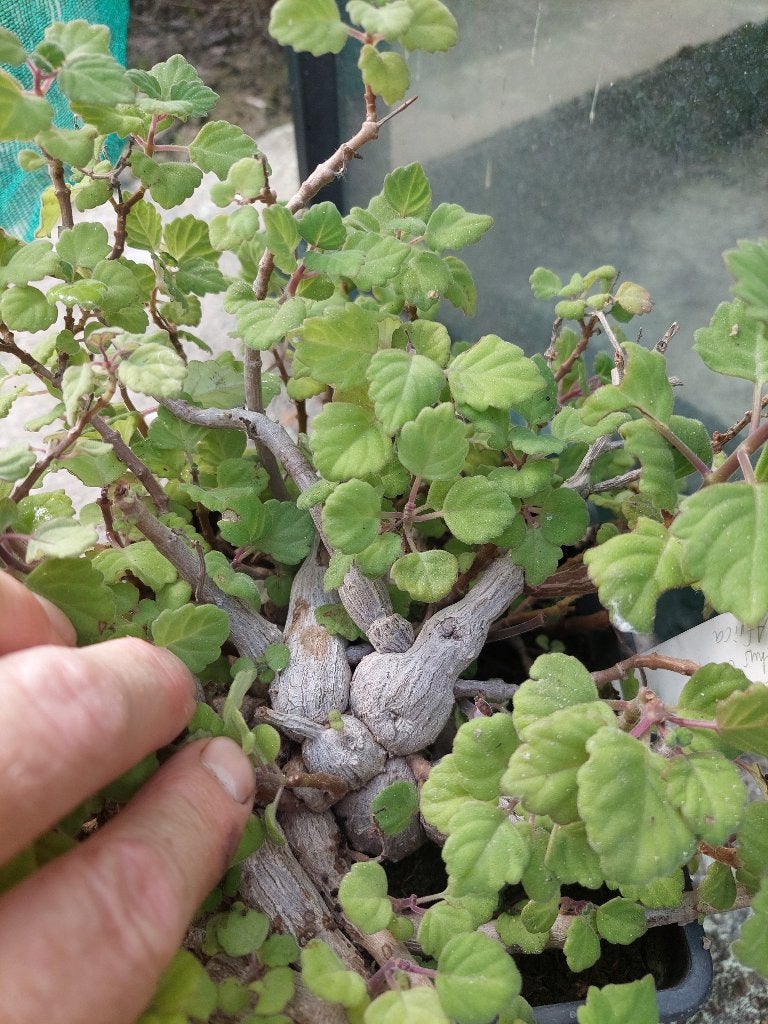Plectranthus ernstii caudex bonsai aromatisch vetplant Z-Afr, Ophalen of Verzenden, Halfschaduw, Minder dan 100 cm