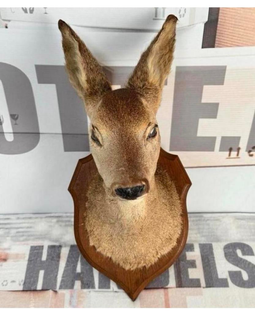 Taxidermie mooie Opgezette Ree kop - Capreolus wandmontage, Verzamelen, Ophalen of Verzenden, Zo goed als nieuw, Hert, Gewei of Kop