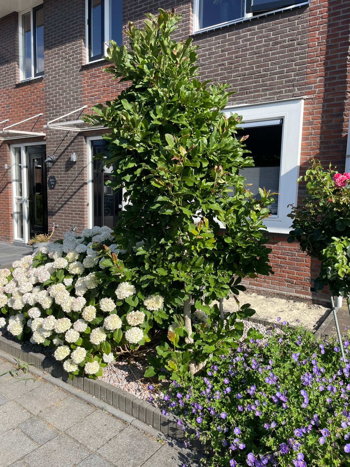 Prachtige goede magnolia boom, Ophalen