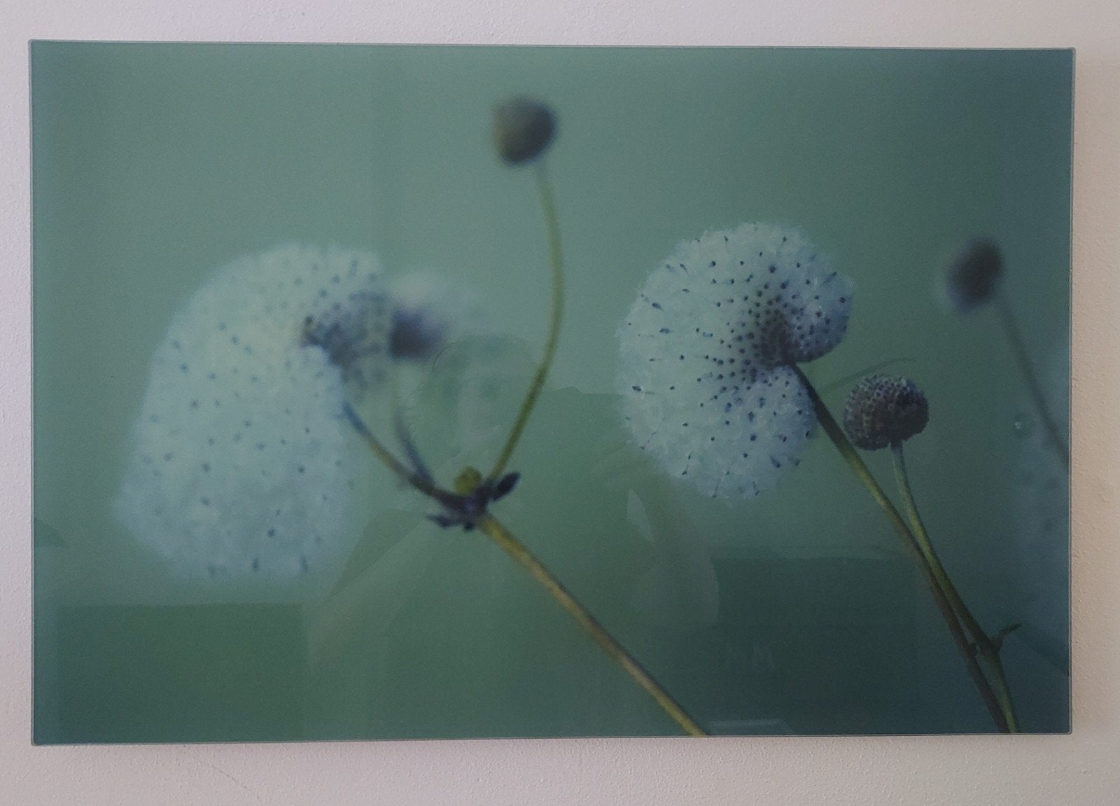 Unieke foto op plexiglas: Anemone Japonica  (40x60 cm), Ophalen, Foto, Print/reproductie