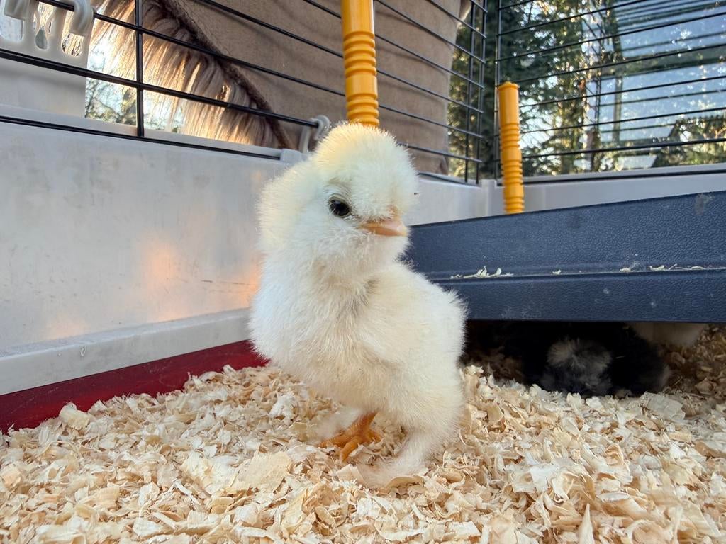 Broedeieren zijdehoen USA, Dieren en Toebehoren, Pluimvee, Geslacht onbekend, Kip