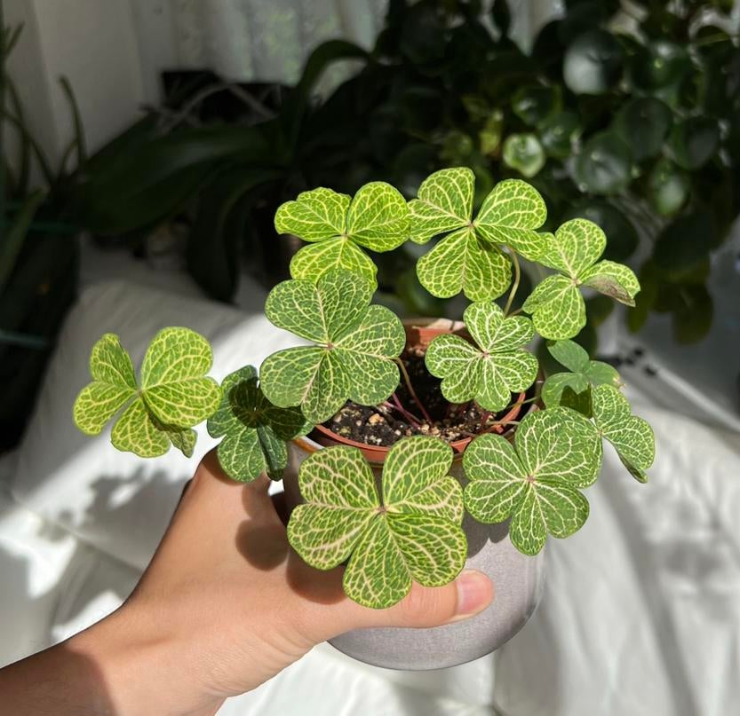 Oxalis corymbosa aureo reticulata knollen (5 knollen, €10), Huis en Inrichting, Kamerplanten, Overige soorten, Minder dan 100 cm