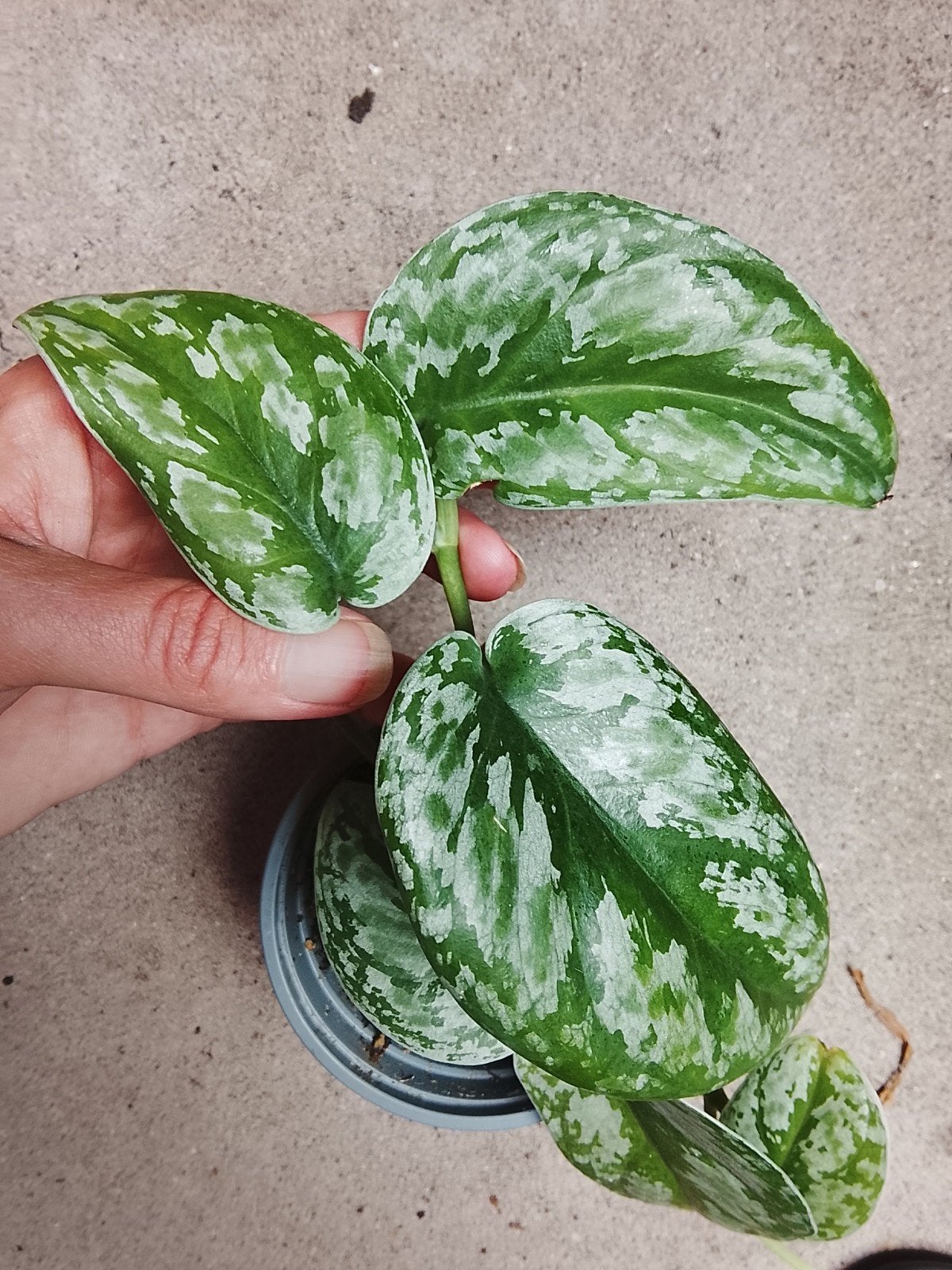 Scindapsus Kalimantan Tricolor Sp Borneo plant, Huis en Inrichting, Kamerplanten, Ophalen of Verzenden, Halfschaduw, Minder dan 100 cm