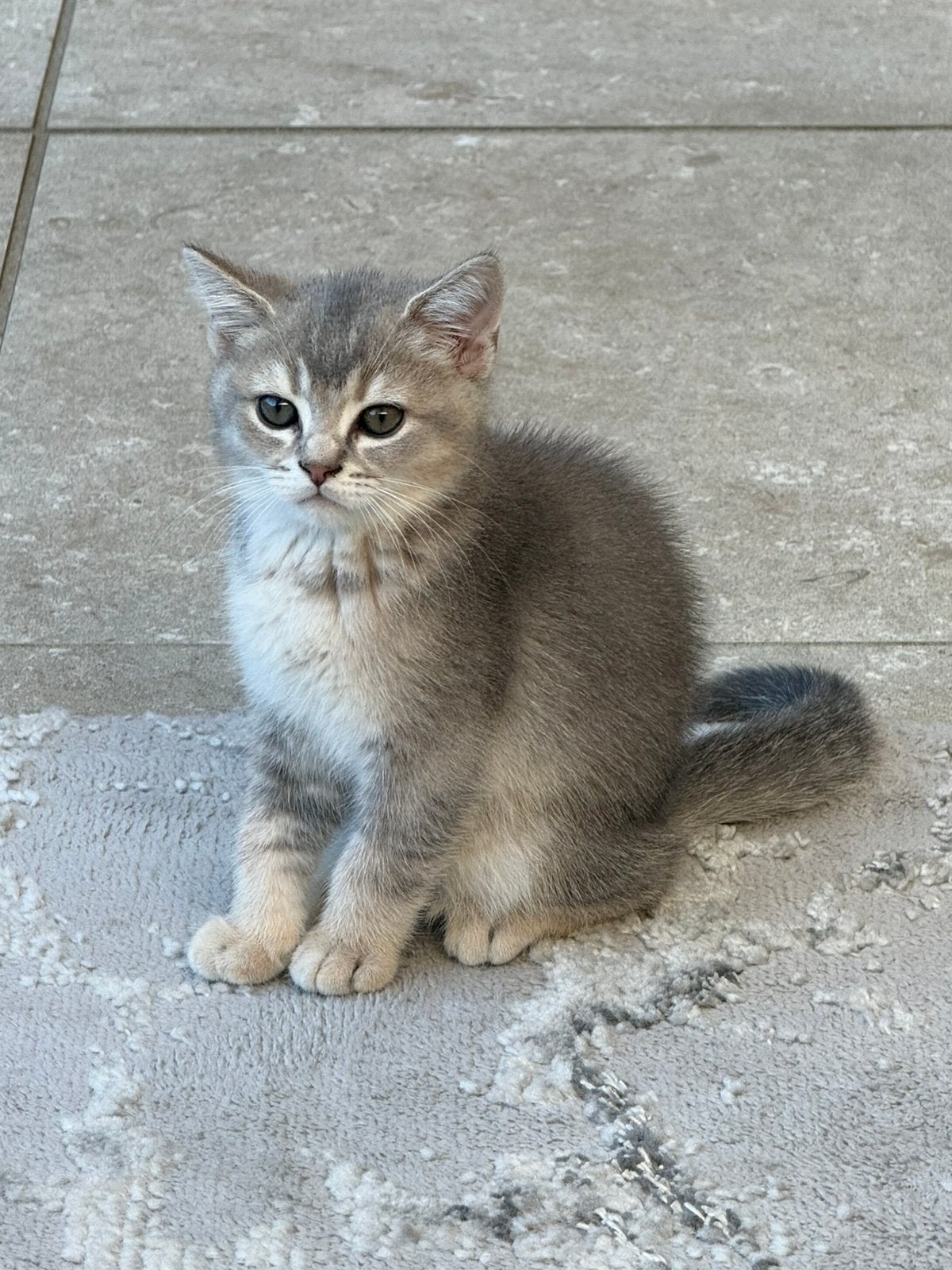 Britse Korthaar kittens😻 Prijs verlaagd!!!, Dieren en Toebehoren, Katten en Kittens | Raskatten | Korthaar, Kater, Ontwormd, 0 tot 2 jaar
