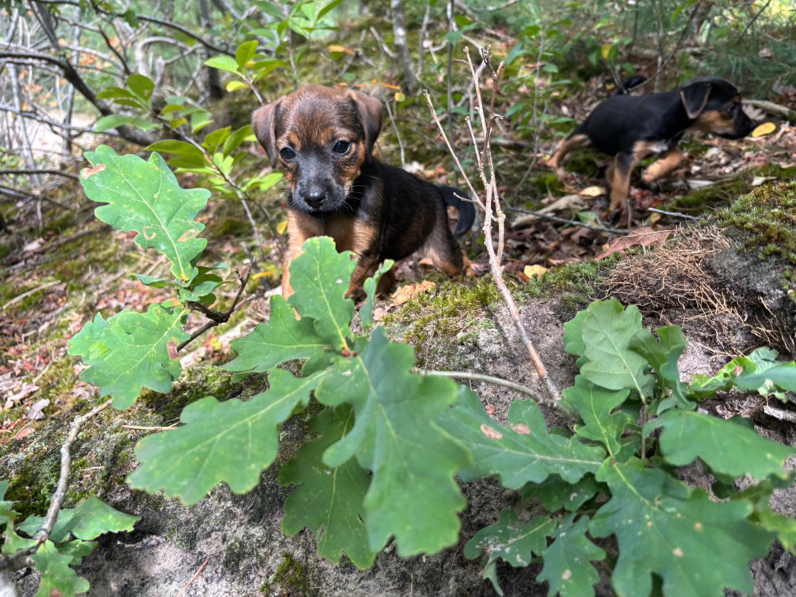 Border terriër keer Jackrussell pups borderterrier, Nederland, Overige rassen, 8 tot 15 weken, Teef