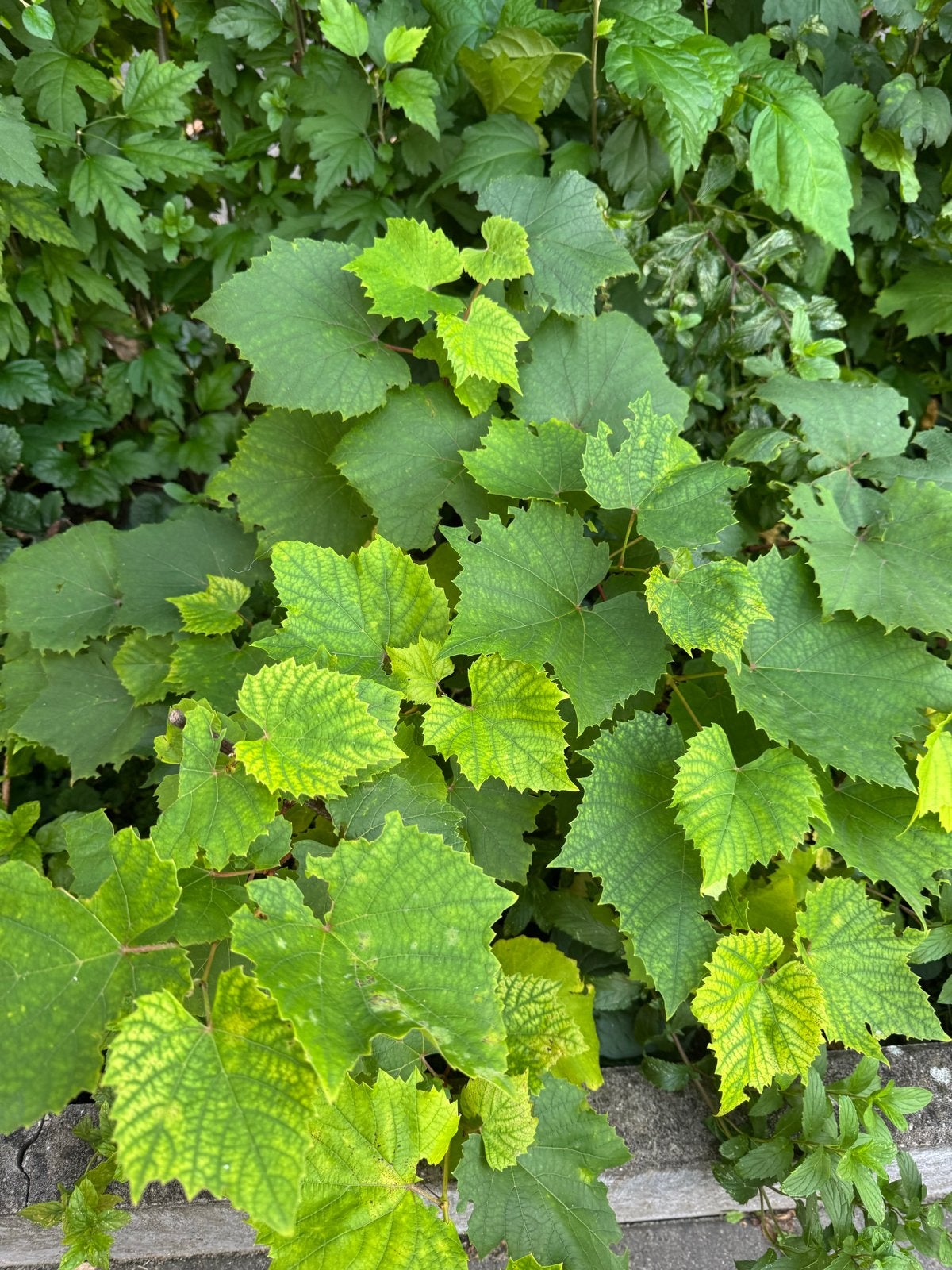 Wilde Wijnstok (Vitis vinifera) - Klimplant, Volle zon, Vaste plant, Ophalen of Verzenden, Klimplanten