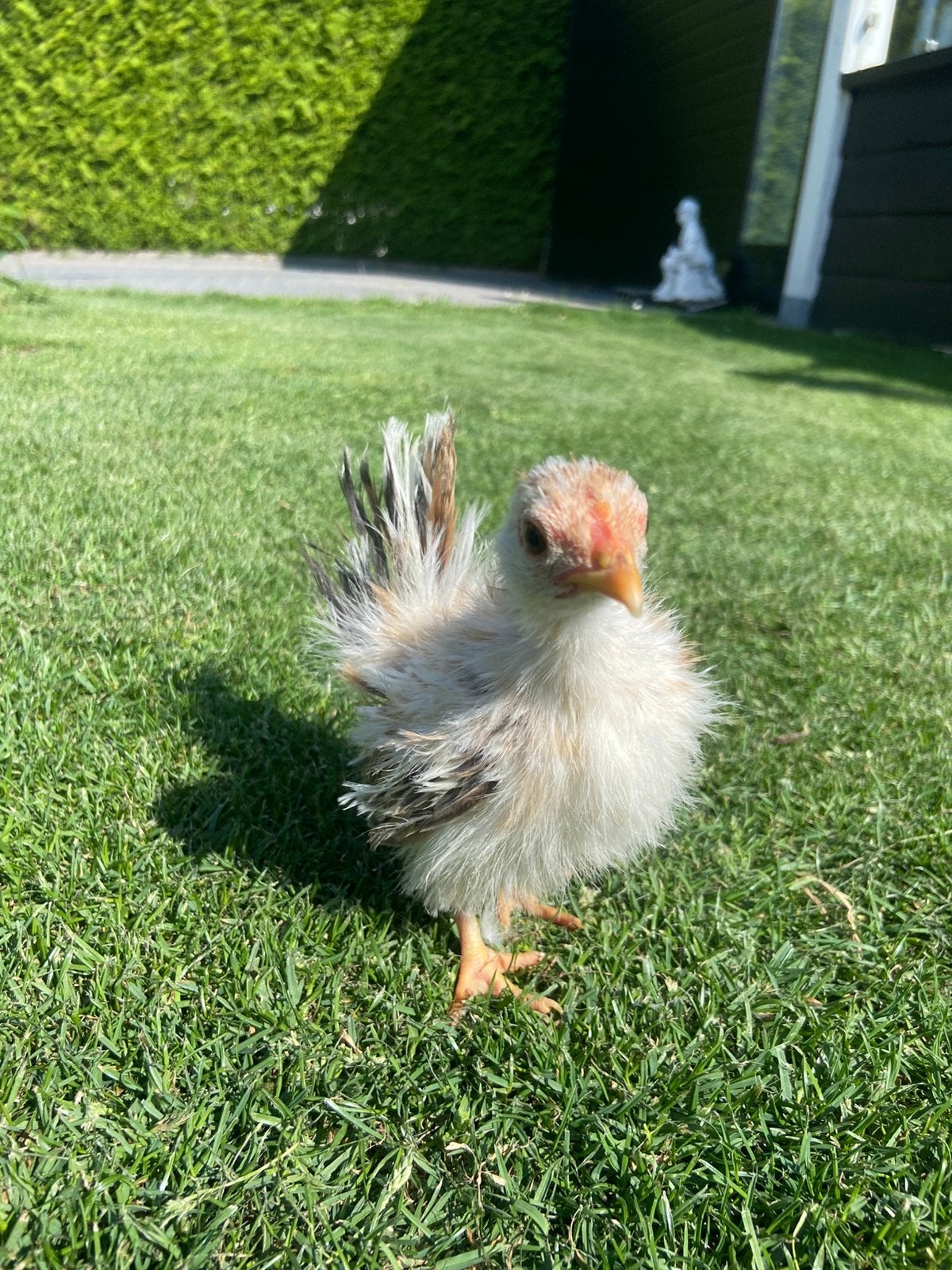 Jonge serama hen 8 weken oud 160 gram!, Dieren en Toebehoren, Vrouwelijk, Kip