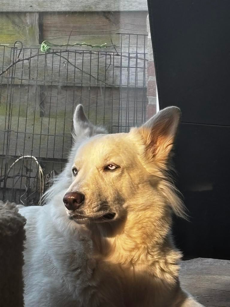Herplaatsing witte herder, Teef, Parvo, Eén hond, 3 tot 5 jaar