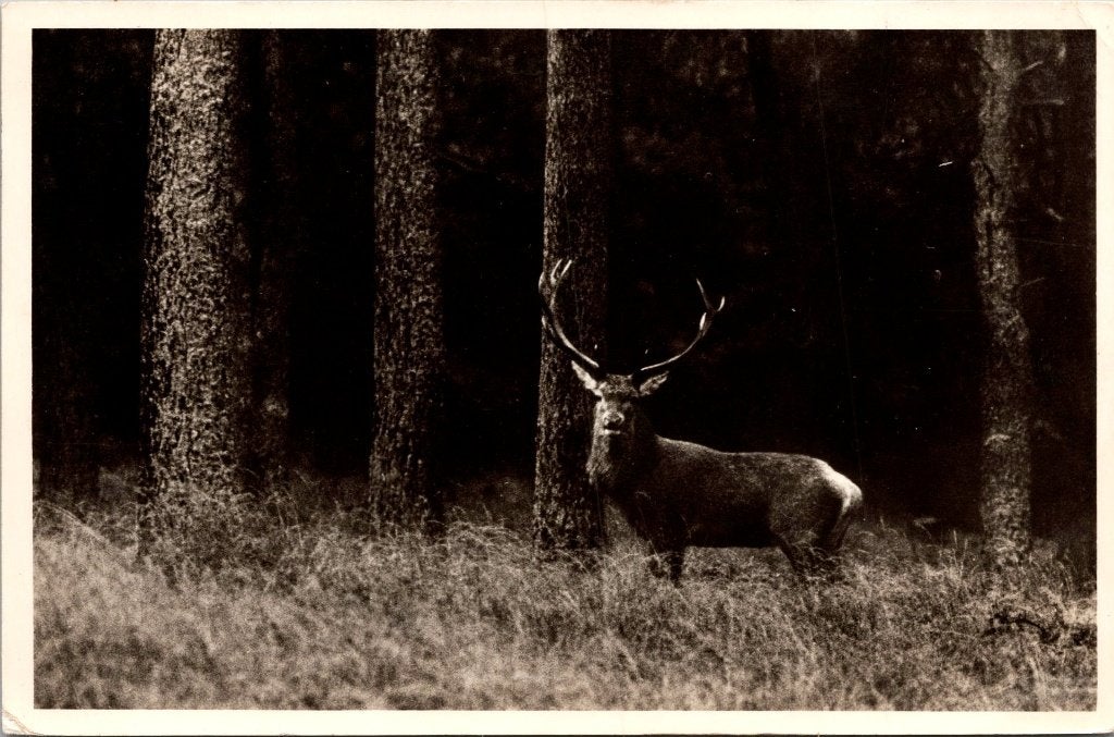 Hoenderloo - 12 oude ansichtkaarten Het Nationale Park, Verzamelen, Verzenden, 1940 tot 1960, Gelopen, Gelderland