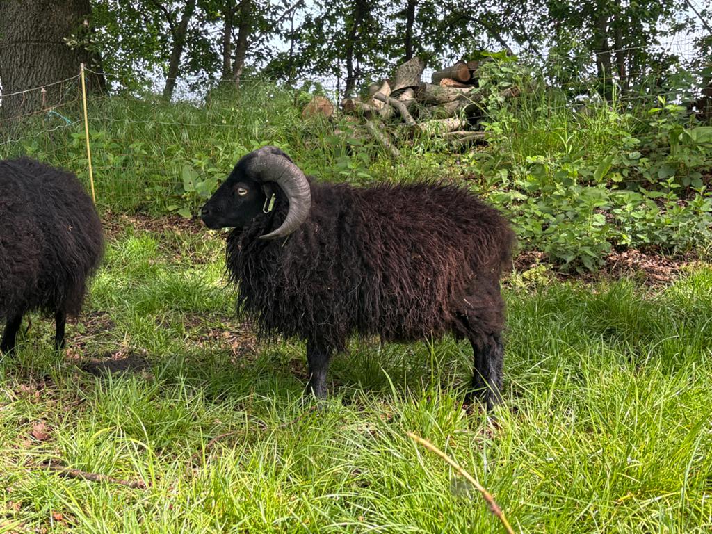 Ouessant Ram Stamboek klein ras, Mannelijk, Schaap